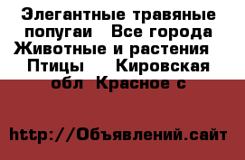 Элегантные травяные попугаи - Все города Животные и растения » Птицы   . Кировская обл.,Красное с.